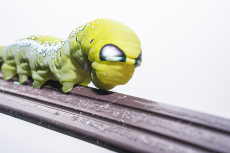 Green worm, A big Caterpillar on the white background.の写真素材