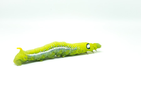 The isolated of Green worm, A big Caterpillar on the white background.の写真素材