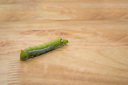 Green worm, A big Caterpillar on the wood background.の写真素材