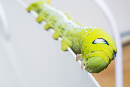 Green worm, A big Caterpillar on the white background.の写真素材