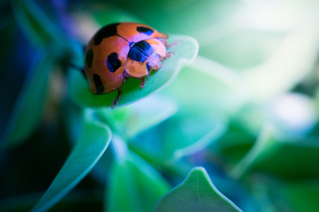 A red ladybug on the leaves in the evening.の写真素材