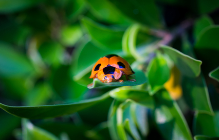 A red ladybug on the leaves in the evening.の写真素材