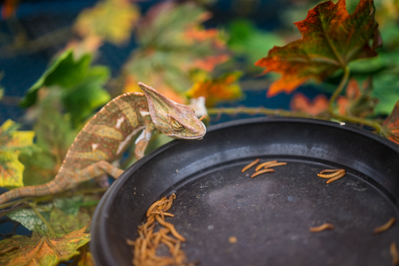 A chameleon lizard is eating worm.の写真素材