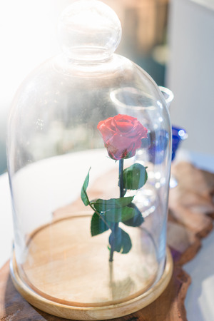 A enchanted rose in the glass covering on the wood table with sunlight in the moring.の写真素材