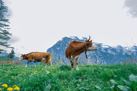 Cows are eating grass on the mountain in Europe.の写真素材