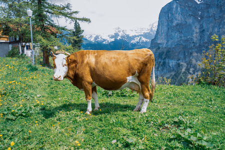 A cow is eating grass on the mountain in Europe.の写真素材