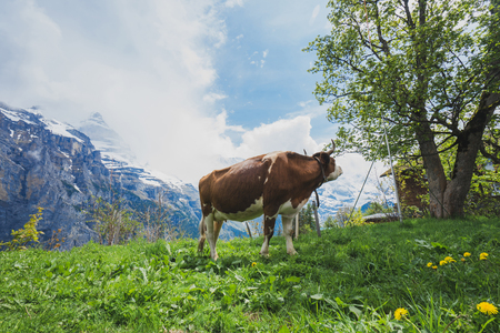 A cow is eating grass on the mountain in Europe.の写真素材