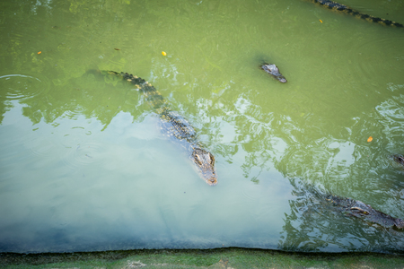 The crocodile is standing still waiting for the bait in the river.の写真素材