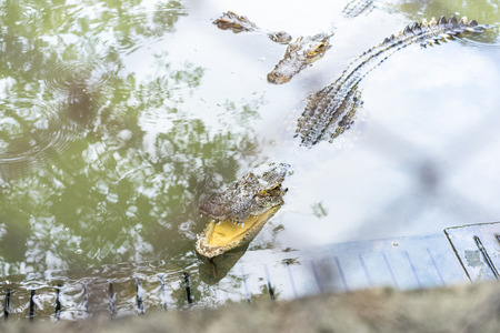 The crocodile is standing still waiting for the bait in the river.の写真素材