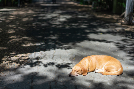 A dachshund dog is sleeping on the road in the park.の写真素材
