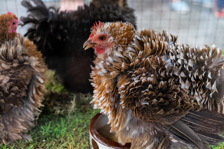punks chicken, Frizzle chicken is eatting food in a farm.