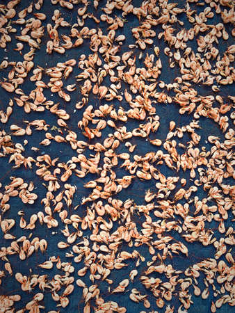 Many prawns are on the ground to dry by the sun. This is a process to make dry shrimp.の写真素材