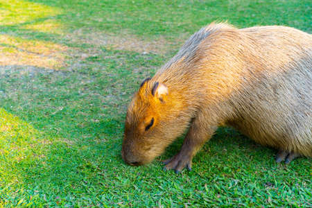 Capybara is relaxing in the grass with peace of mind.