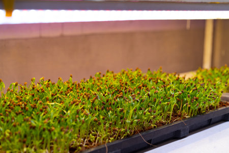 Sunflower seedlings grown in the laboratory by UV light at Organicfarmの写真素材
