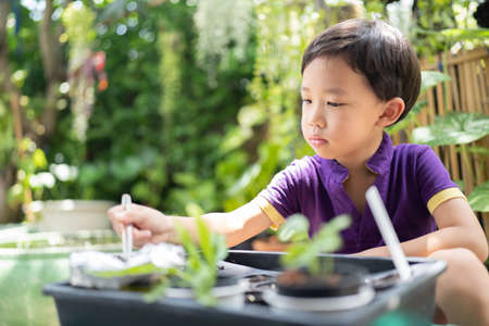 Boy trying to plant a tree in a little garden.の写真素材