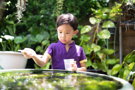 Boy feeding fish in a little garden.の写真素材