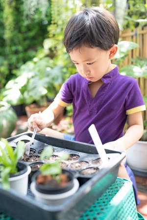 Boy trying to plant a tree in a little garden.の写真素材