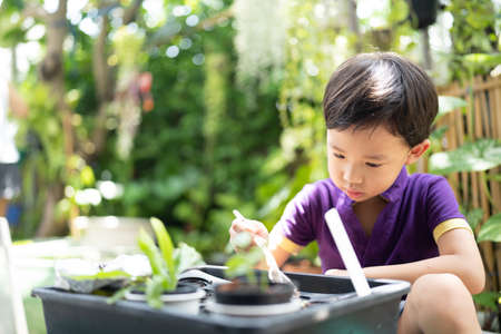 Boy trying to plant a tree in a little garden.の写真素材