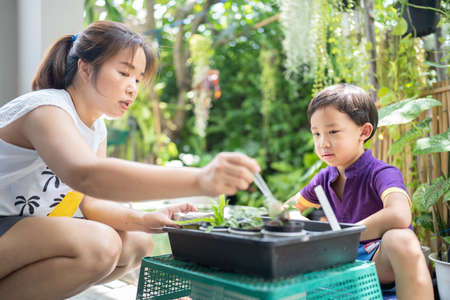 Boy studying how to plant a tree with his mother in a little garden.の写真素材