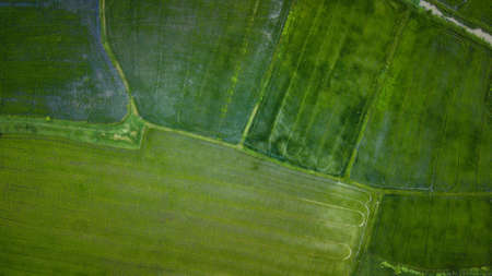Agriculture in rice fields for cultivation in Thailand, as seen from the air. The background texture is natural.の写真素材