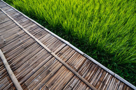 Immature cereals and wheat are grown on this agricultural field.の写真素材