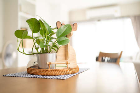 In a warm house, a tiny tree in a pot on the table.の写真素材