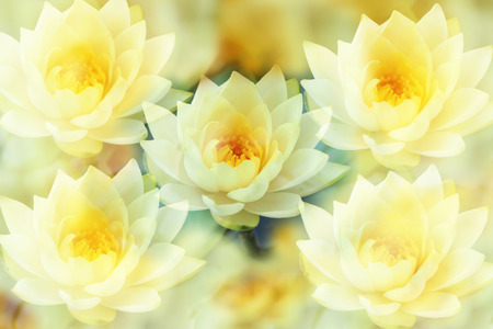 The Lotus and the faint yellow background.の写真素材