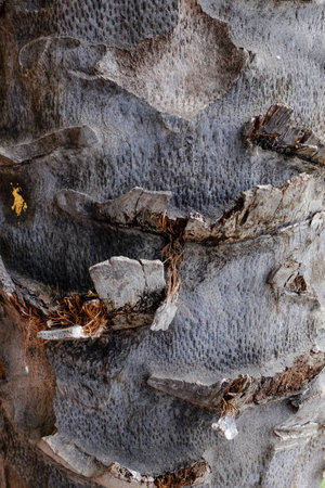 the palm barkの写真素材