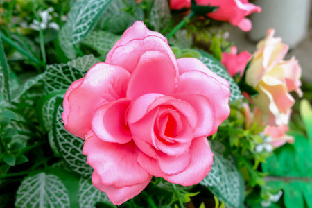 pink flowerの写真素材