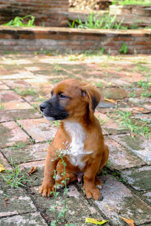 a stray dogの写真素材