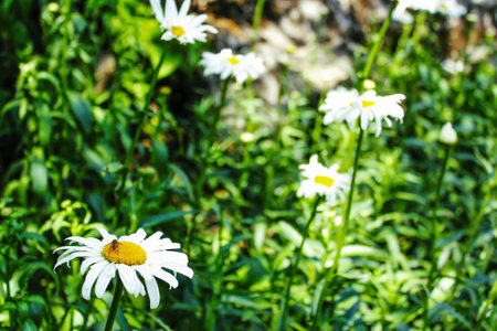 a bee and flowerの写真素材