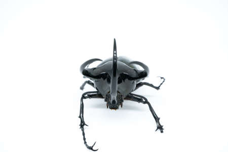 Stag bug isolated on white background.の写真素材