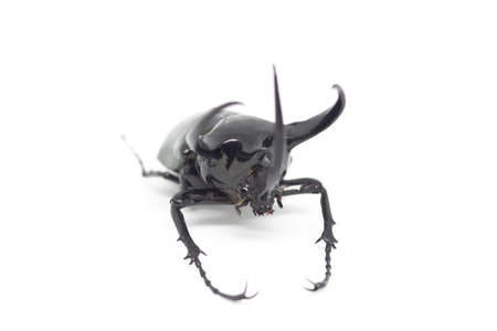Stag beetle isolated on white background.