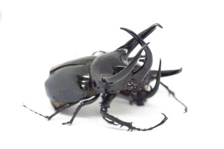 Stag beetle isolated on white background.