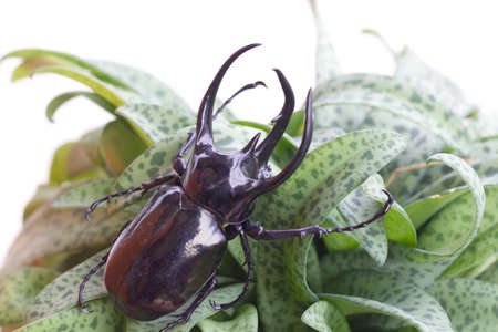 Stag beetle isolated on white background.