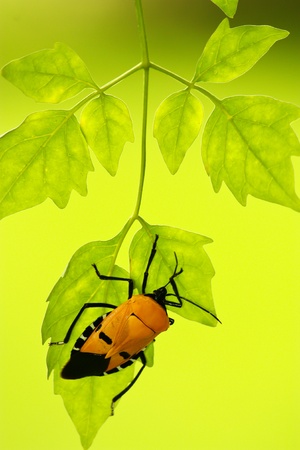 insect on leaf
