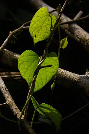 green leaves on black backgroundの写真素材