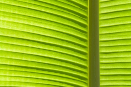 banana leaf backgroundの写真素材