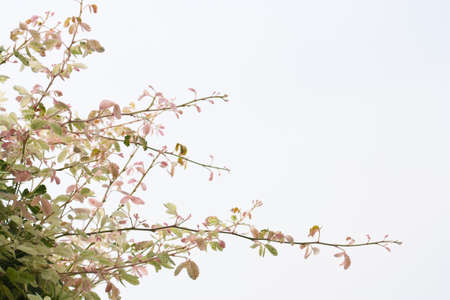 leave of pithecellobium dulce on background