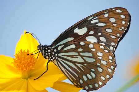 Butterfly feeding on a Flowerの写真素材