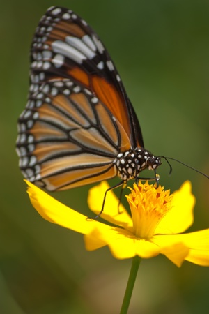 Butterfly feeding on a Flowerの写真素材