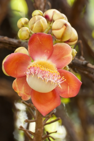 Cannon ball tree flower  Couroupita guianensis  の写真素材