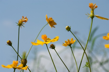 cosmos flowersの写真素材