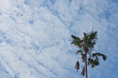 palm tree and the blue sky の写真素材