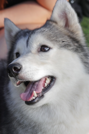 siberian huskyの写真素材