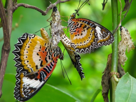 butterfly in loveの写真素材