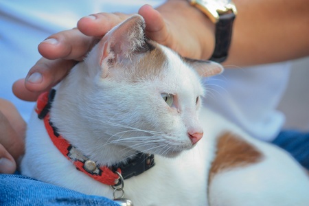 thai catの写真素材