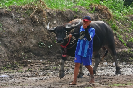 CHONBURI, THAILAND - OCT 31 : Unidentified mans races buffalo on OCTOBER 31, 2010. Chonburi, Thailand. Buffalo Racing Festival is a tradition of Chonburi.のeditorial素材