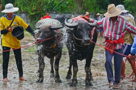 CHONBURI, THAILAND - OCT 31 : Unidentified mans races buffalo on OCTOBER 31, 2010. Chonburi, Thailand. Buffalo Racing Festival is a tradition of Chonburi.のeditorial素材