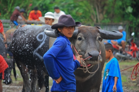 CHONBURI, THAILAND - OCT 31 : Unidentified mans races buffalo on OCTOBER 31, 2010. Chonburi, Thailand. Buffalo Racing Festival is a tradition of Chonburi.のeditorial素材